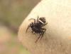 Heliophanus sp.
